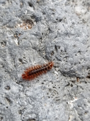Drilini