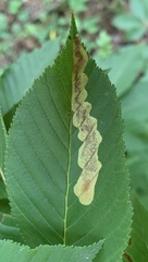 Cameraria aesculisella