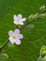 Priva lappulacea