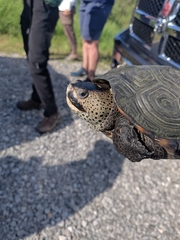 Malaclemys terrapin pileata