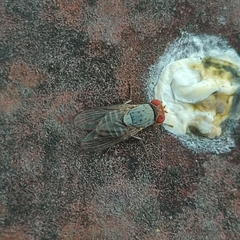 Steganinae
