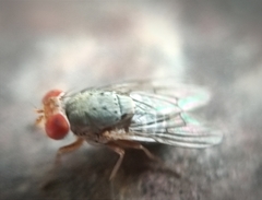 Steganinae
