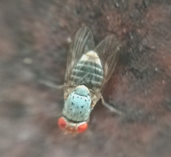 Steganinae