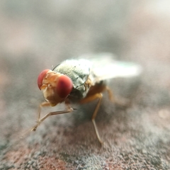 Steganinae