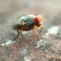 Steganinae
