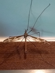 Tipula maxima