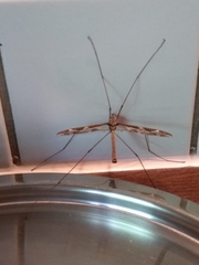 Tipula maxima