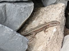Podarcis muralis