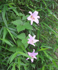Lilium japonicum