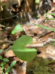 Asarum canadense