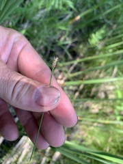Eleocharis elliptica