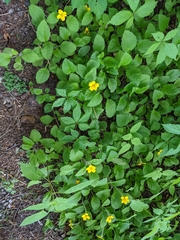 Chrysogonum