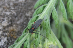 Phytoecia pustulata