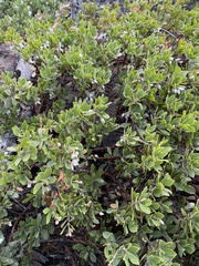 Arctostaphylos nevadensis
