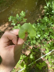 Asarum canadense