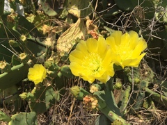 Opuntia anahuacensis