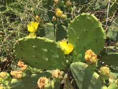 Opuntia anahuacensis
