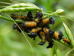 Chelymorpha cassidea