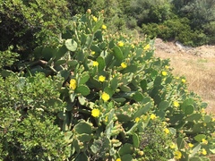 Opuntia anahuacensis