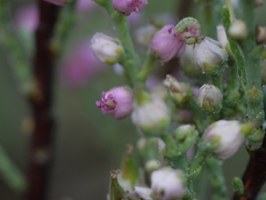 Tamarix ericoides