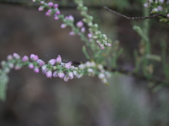 Tamarix ericoides