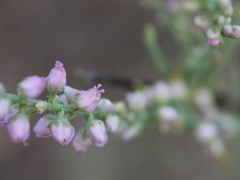 Tamarix ericoides