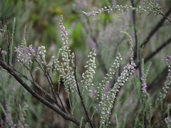 Tamarix ericoides