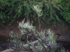 Tamarix ericoides