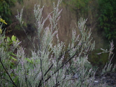 Tamarix ericoides