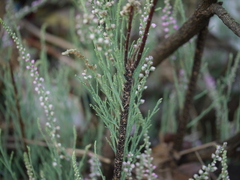 Tamarix ericoides
