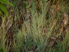 Tamarix ericoides