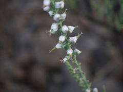 Tamarix ericoides