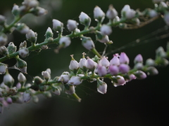 Tamarix ericoides