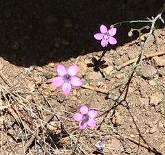 Saltugilia splendens