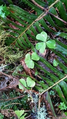 Oxalis oregana