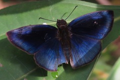 Anastrus neaeris