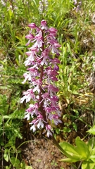 Orchis × hybrida