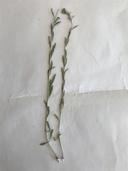 Sisymbrium strictissimum