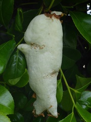 Exobasidium camelliae