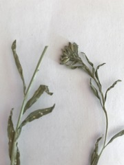 Sisymbrium strictissimum