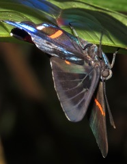 Ancyluris aulestes