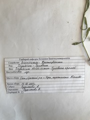 Sisymbrium strictissimum