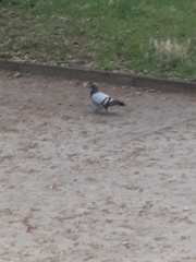 Columba livia domestica