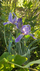 Iris