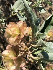 Tripterocalyx micranthus