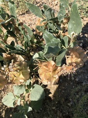 Tripterocalyx micranthus