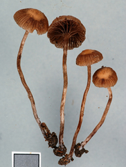 Deconica novae-zelandiae