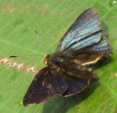 Anteros formosus