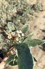 Tripterocalyx micranthus