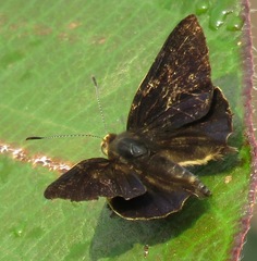 Anteros formosus
